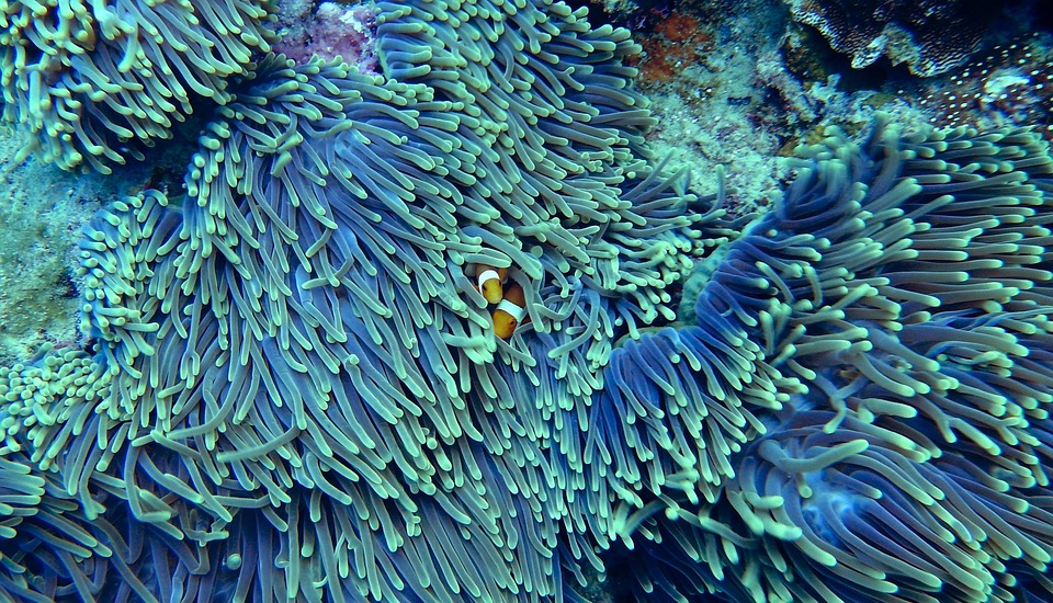 Korálový útes u Andamanských ostrovů, Indie