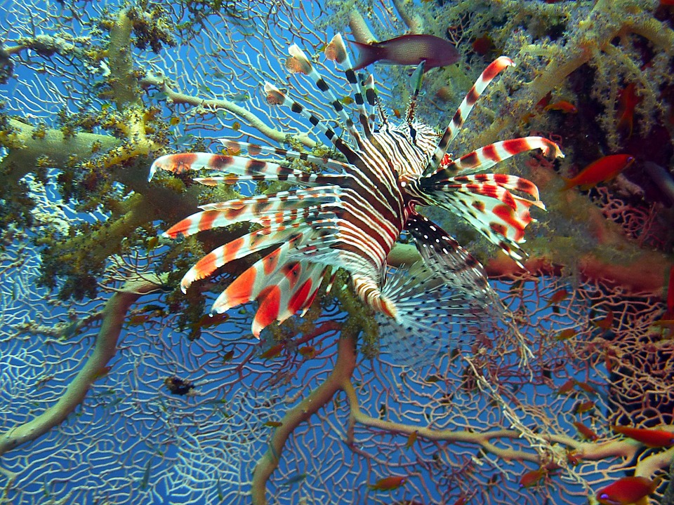 Raja Ampats, Indonésie, korálový útes