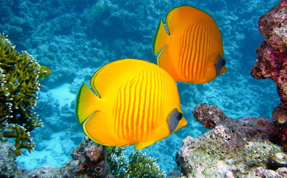 Korálový útes Sipadan, Borneo