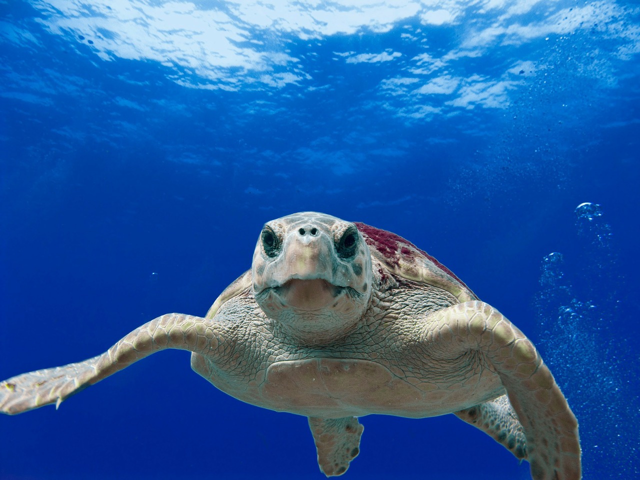 Mořská želva v Ahihi-Kinau