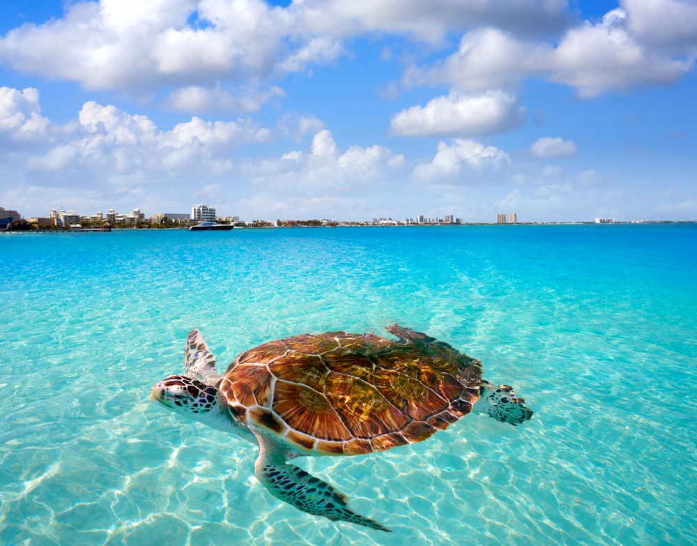 bigstock-Cancun-beach-turtle-photomount-212954197